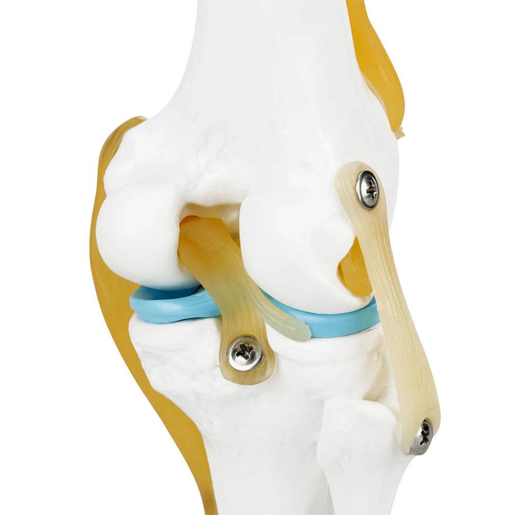 Knee Joint Anatomy Model Life Size Human Knee Joint Model for Skeleton Study and Teaching - ToylandEU