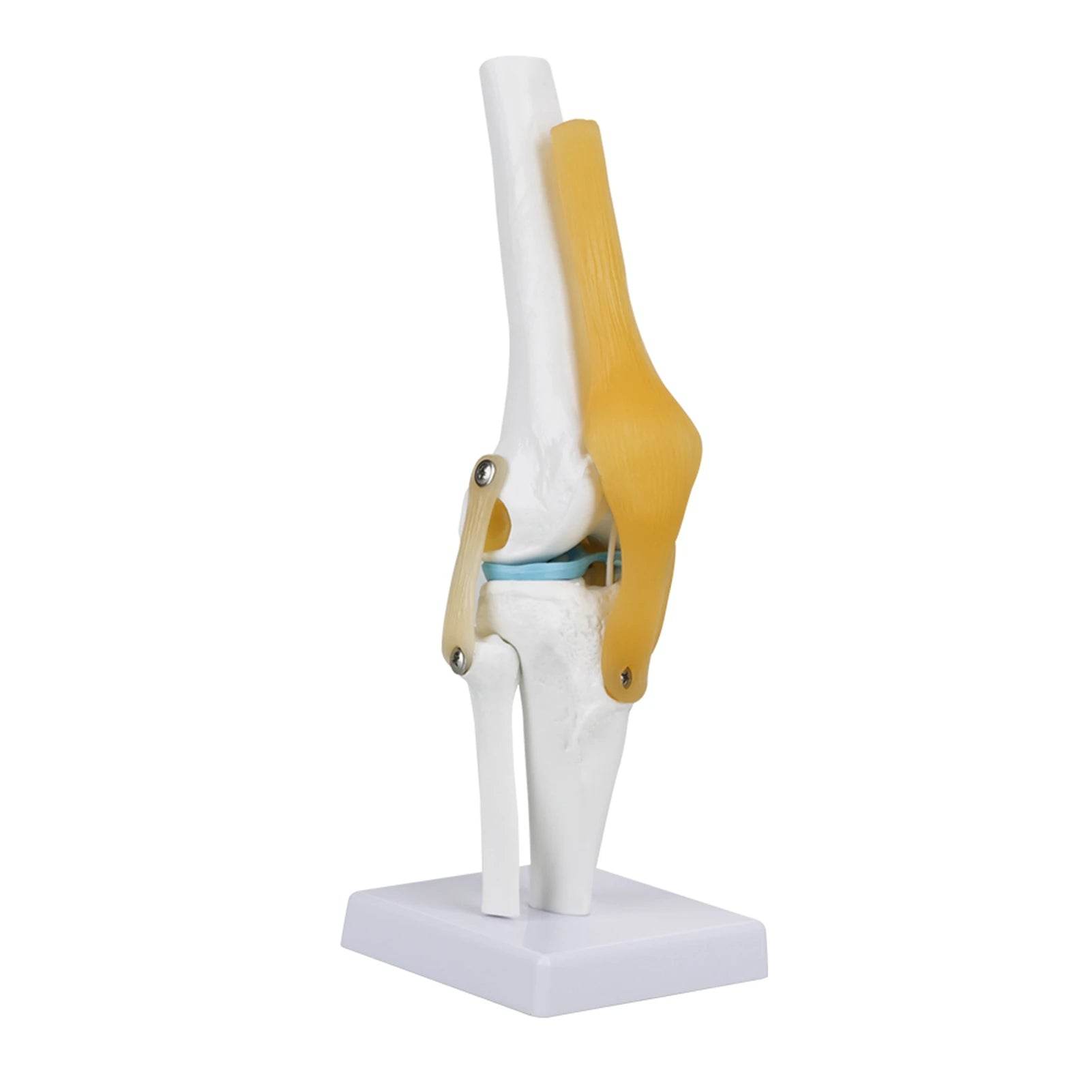 Knee Joint Anatomy Model Life Size Human Knee Joint Model for Skeleton Study and Teaching - ToylandEU