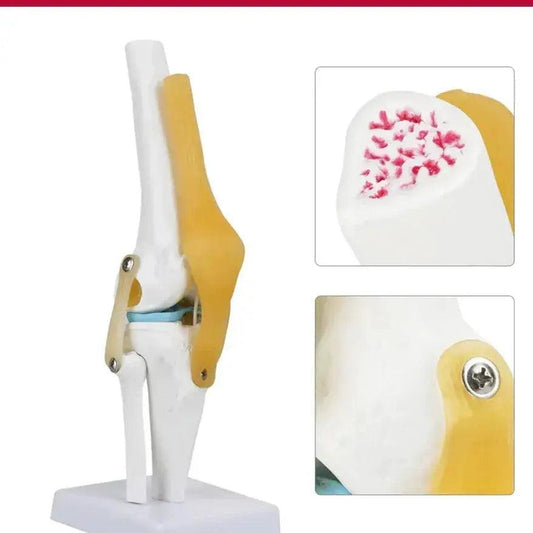  Knee Joint Anatomy Model Life Size With Ligaments -  ToylandEU™