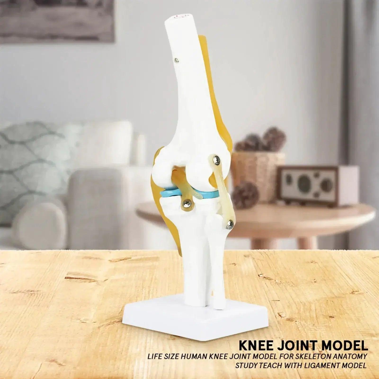  Knee Joint Anatomy Model Life Size With Ligaments -  ToylandEU™