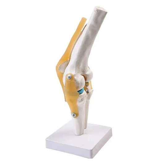  Knee Joint Model Life Size With Ligaments -  ToylandEU™
