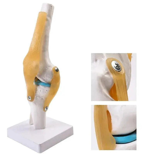  Knee Joint Model Life Size With Ligaments -  ToylandEU™