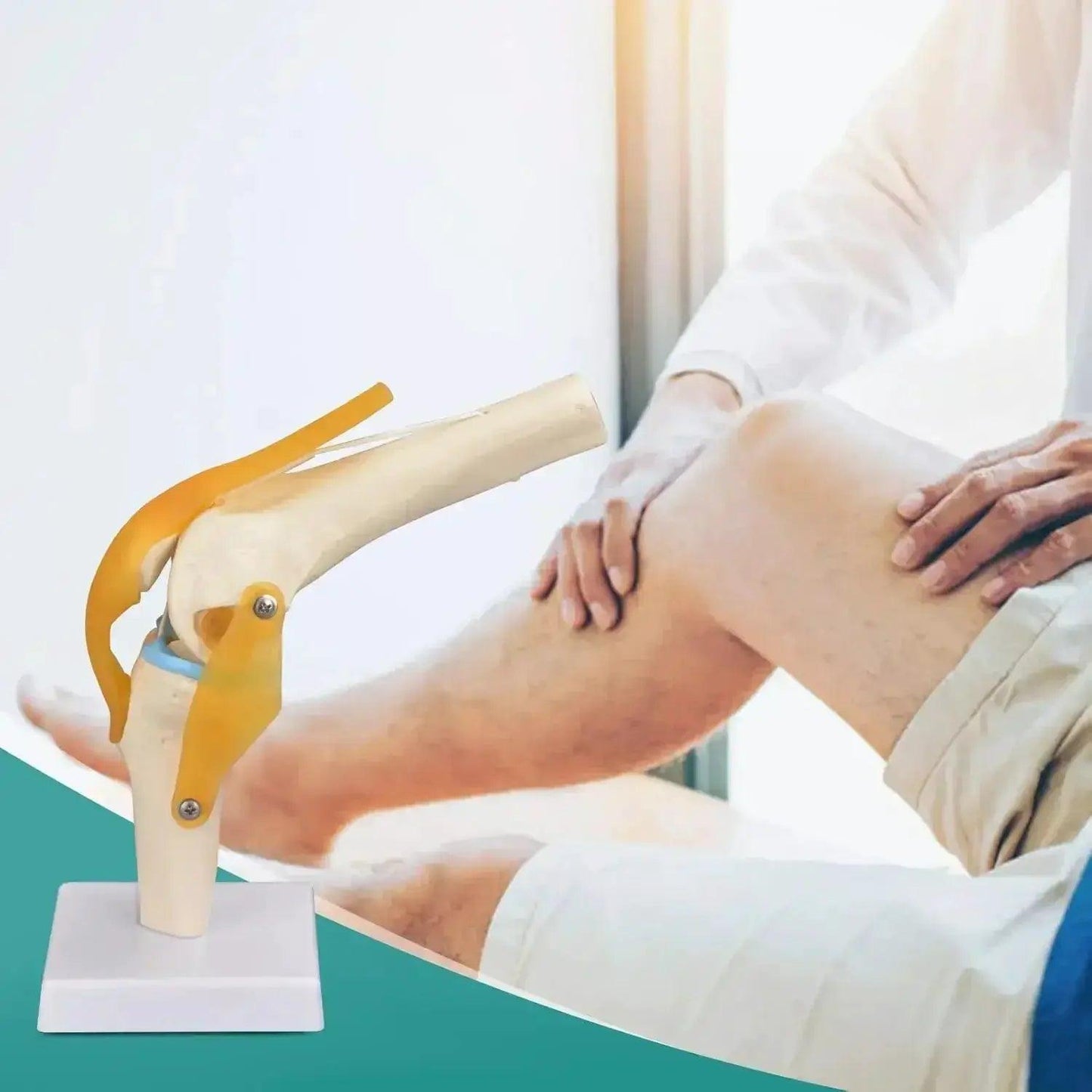  Knee Joint Model Life Size With Ligaments -  ToylandEU™