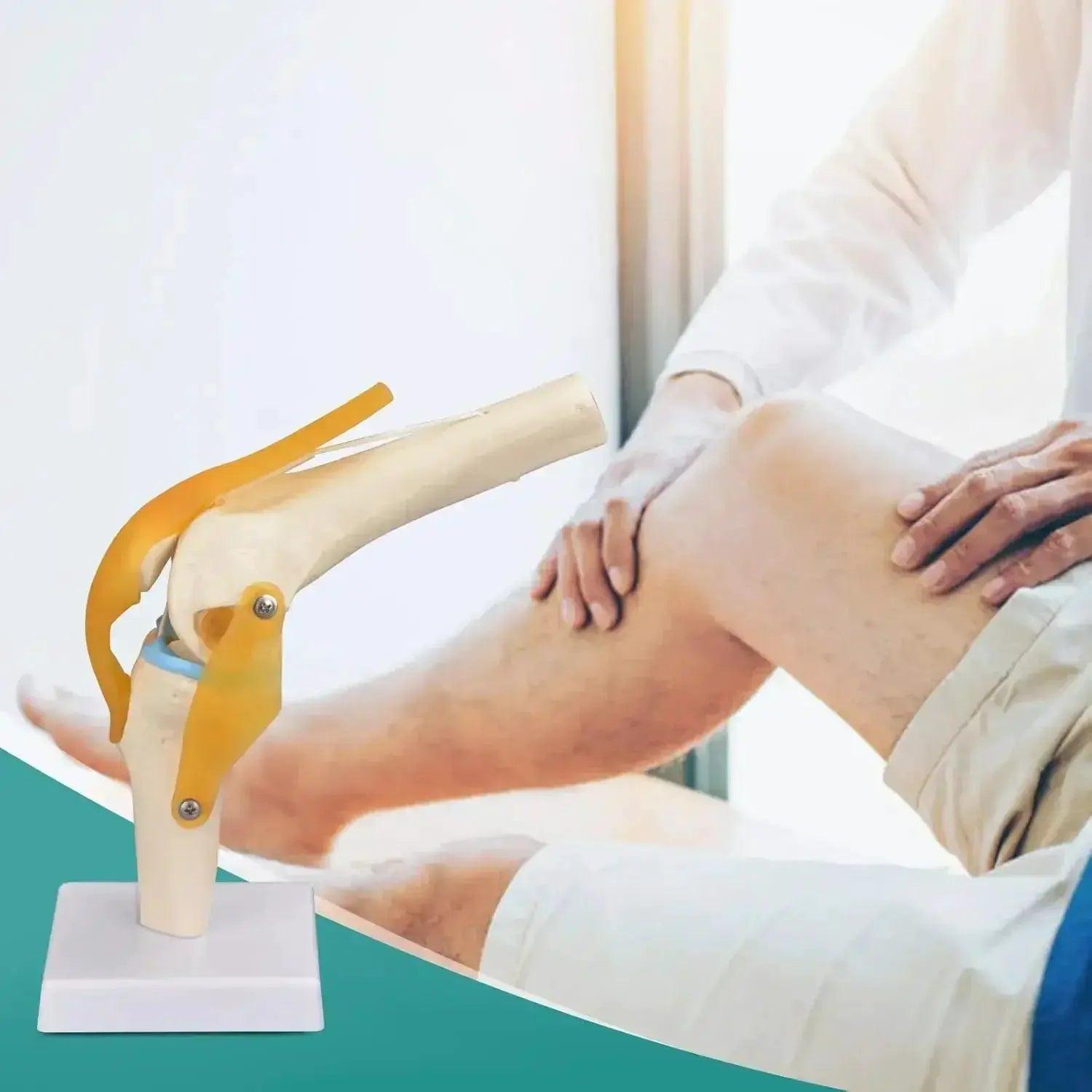  Knee Joint Model Life Size With Ligaments -  ToylandEU™