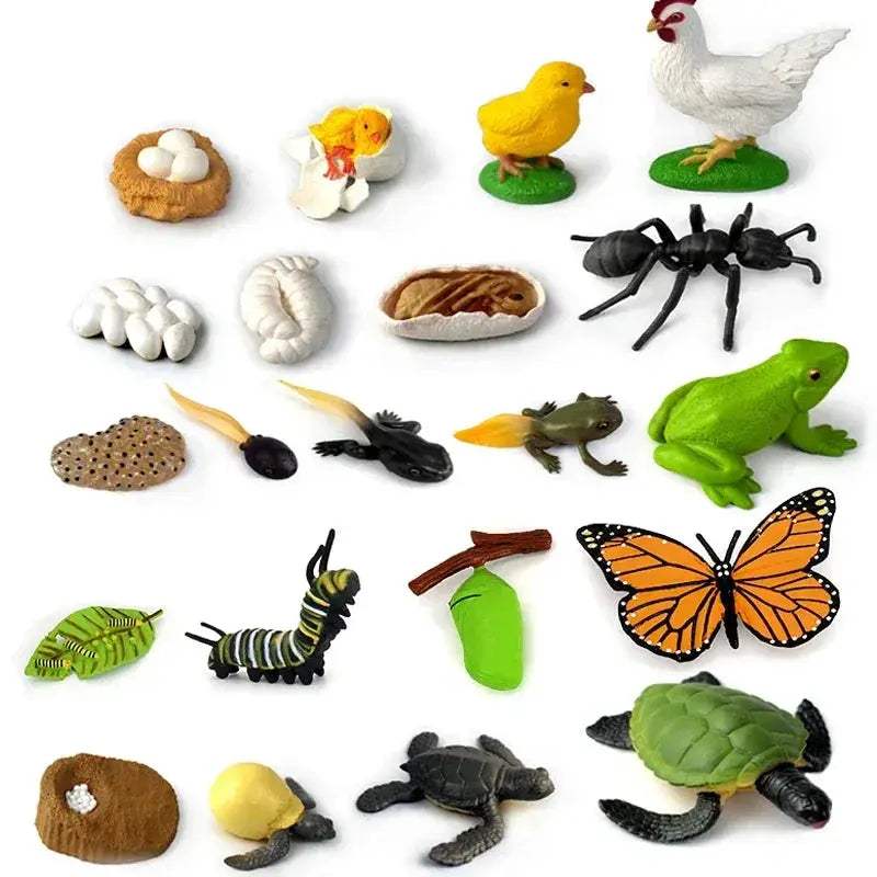 Life Cycle Animals Model Montessori Educational Toy - ToylandEU