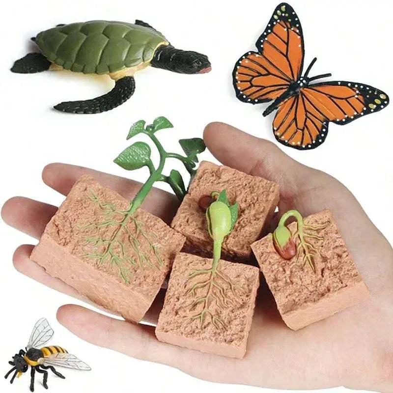 Life Cycle Animals Model Montessori Educational Toy - ToylandEU