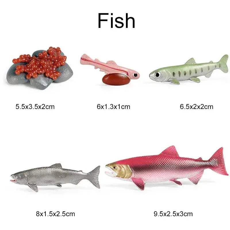 Life Cycle Animals Model Montessori Educational Toy - ToylandEU