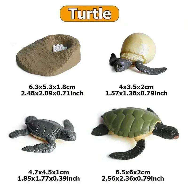 Life Cycle Animals Model Montessori Educational Toy - ToylandEU