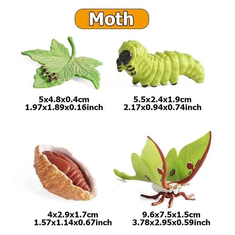 Life Cycle Animals Model Montessori Educational Toy - ToylandEU
