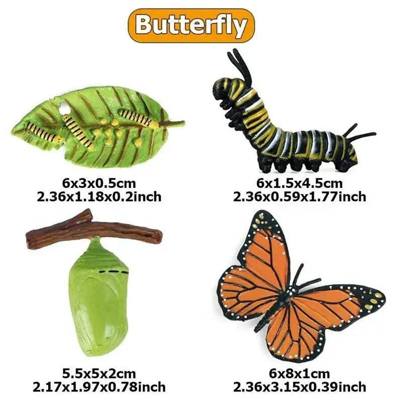 Life Cycle Animals Model Montessori Educational Toy - ToylandEU