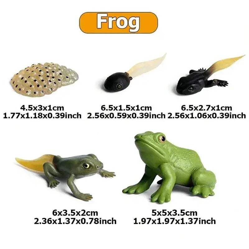 Life Cycle Animals Model Montessori Educational Toy - ToylandEU