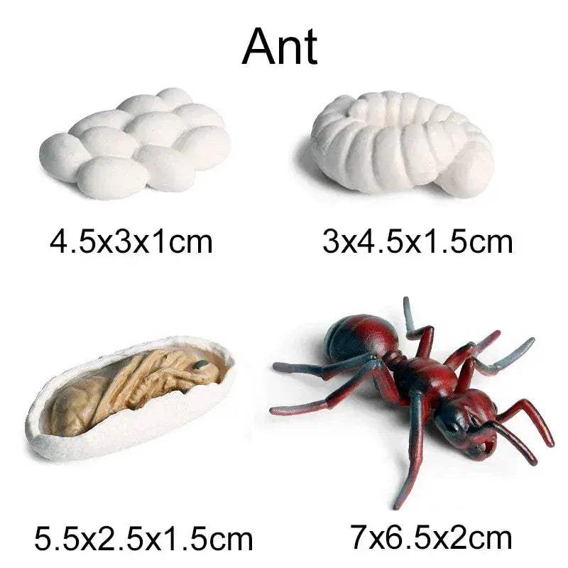 Life Cycle Animals Model Montessori Educational Toy - ToylandEU