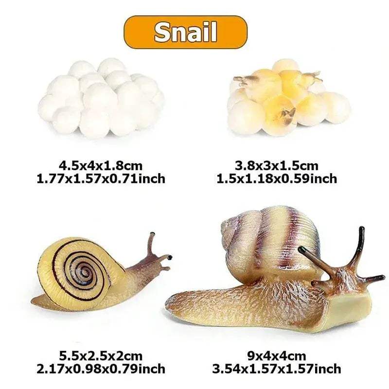 Life Cycle Animals Model Montessori Educational Toy - ToylandEU