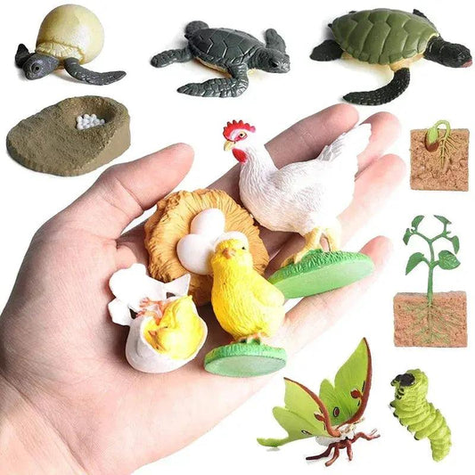  Life Cycle Animals Montessori Educational Toy Hands On -  ToylandEU™