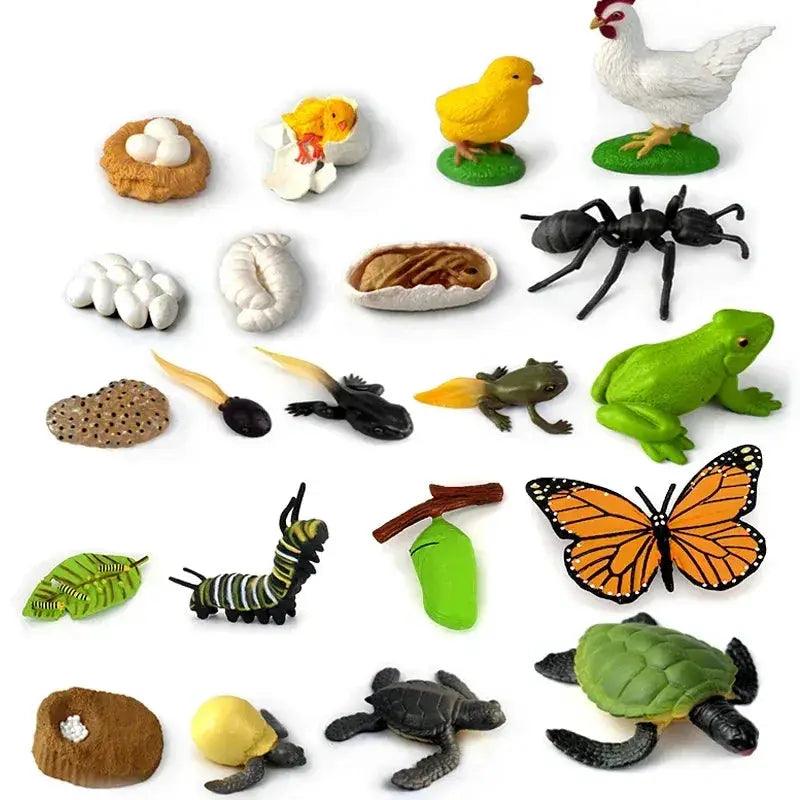  Life Cycle Animals Montessori Educational Toy Hands On -  ToylandEU™