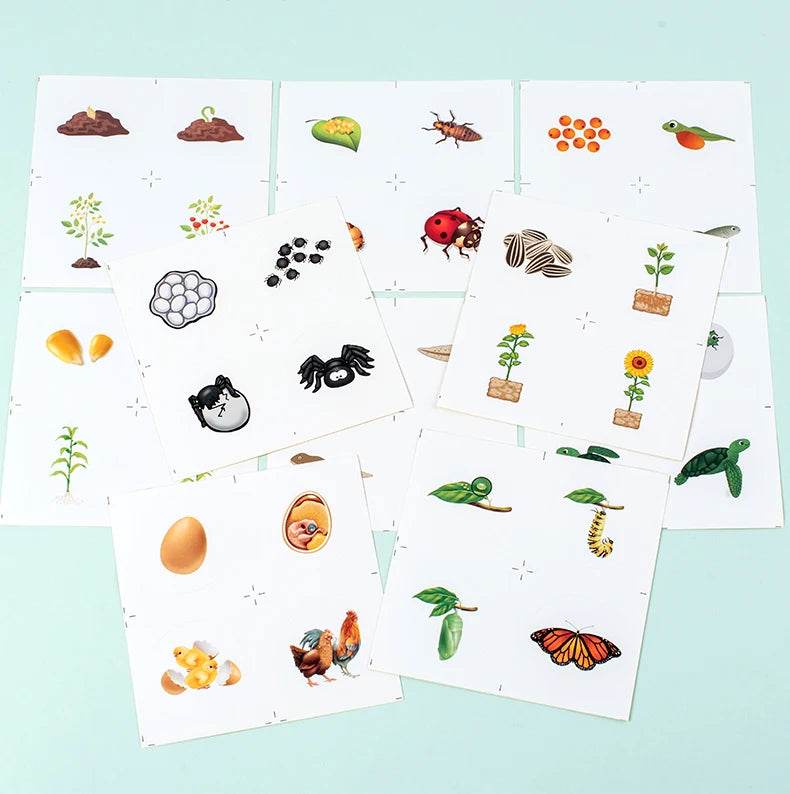 Life Cycle Board Montessori Kit for Kids Biology Science Education Sensory Tray Animal Figure Sorting Christmas Gift - ToylandEU