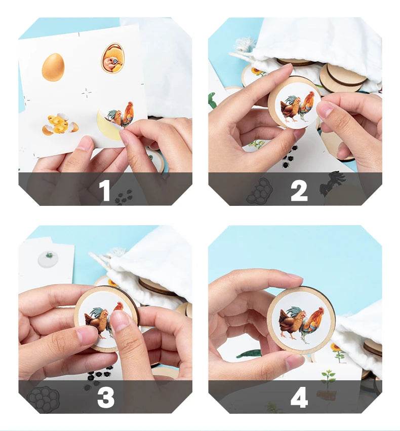 Life Cycle Board Montessori Kit for Kids Biology Science Education Sensory Tray Animal Figure Sorting Christmas Gift - ToylandEU