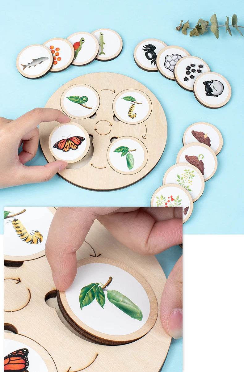 Life Cycle Board Montessori Kit for Kids Biology Science Education Sensory Tray Animal Figure Sorting Christmas Gift - ToylandEU
