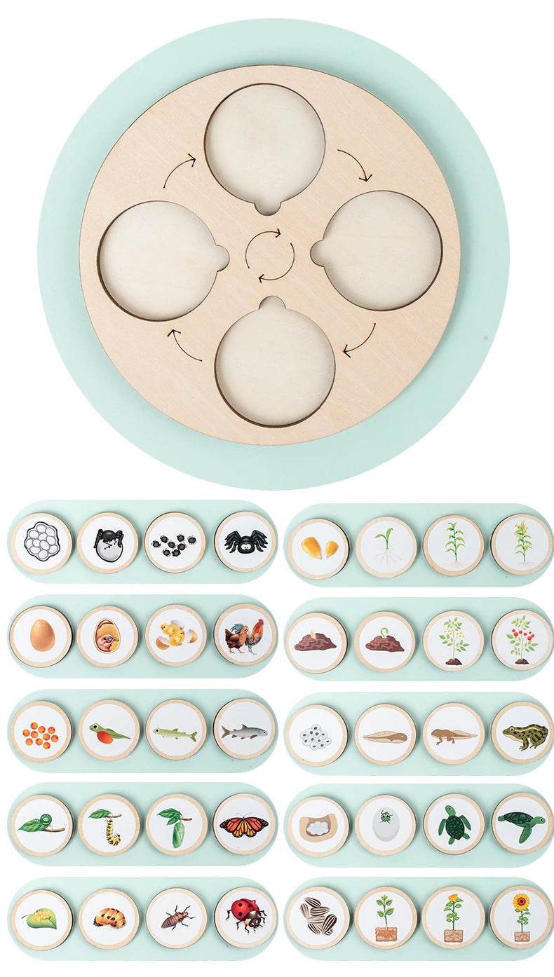 Life Cycle Board Montessori Kit for Kids Biology Science Education Sensory Tray Animal Figure Sorting Christmas Gift - ToylandEU