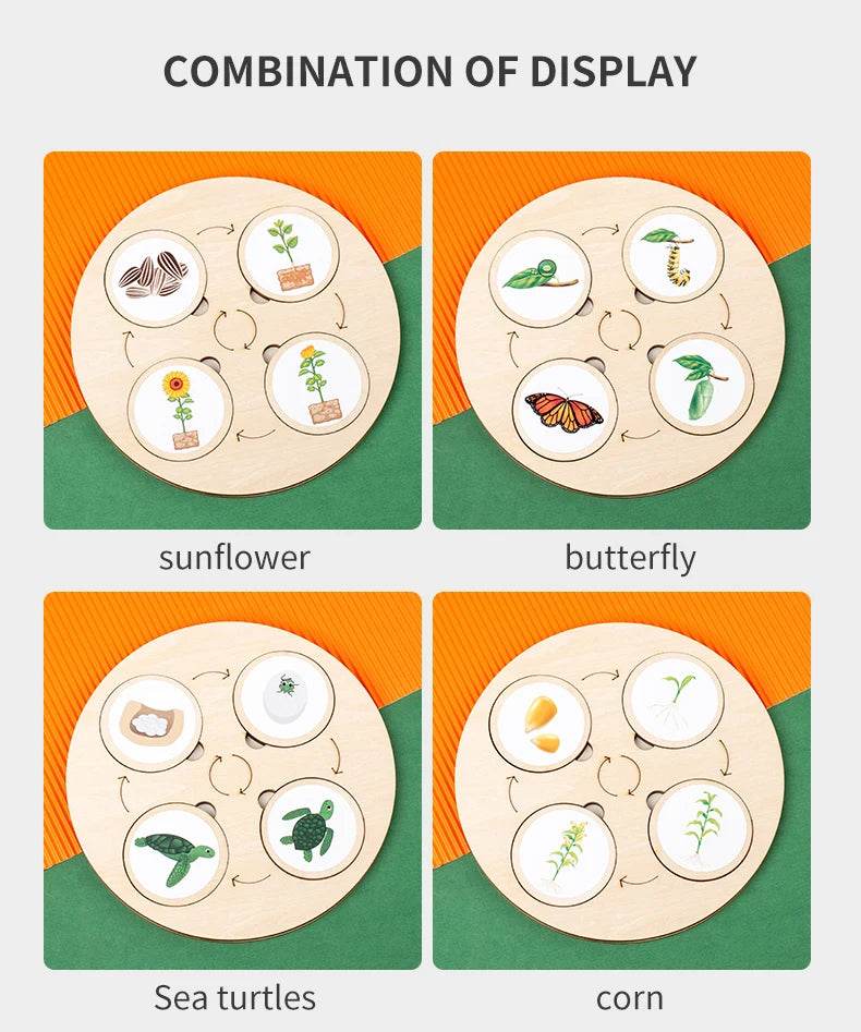 Life Cycle Board Montessori Kit for Kids Biology Science Education Sensory Tray Animal Figure Sorting Christmas Gift - ToylandEU