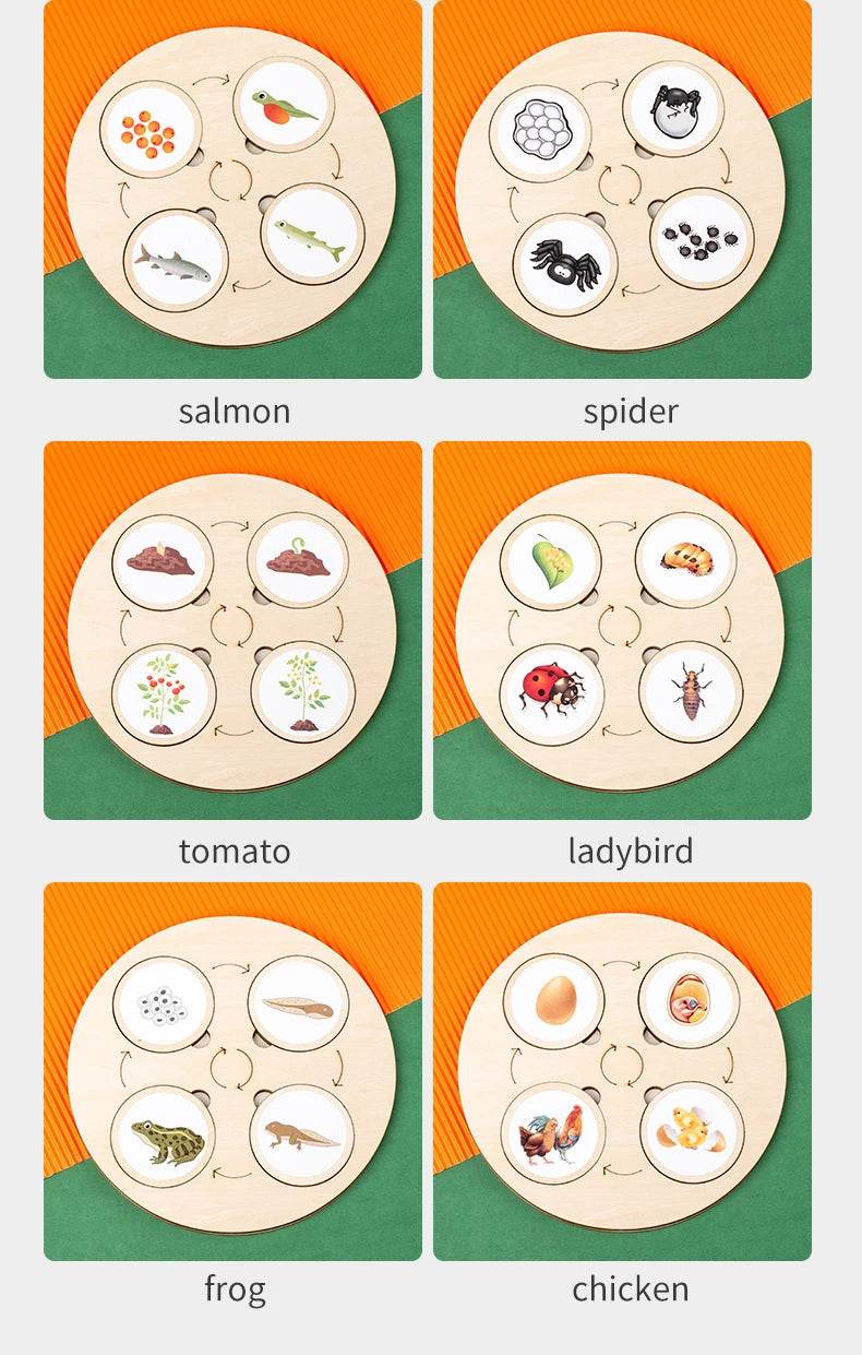 Life Cycle Board Montessori Kit for Kids Biology Science Education Sensory Tray Animal Figure Sorting Christmas Gift - ToylandEU