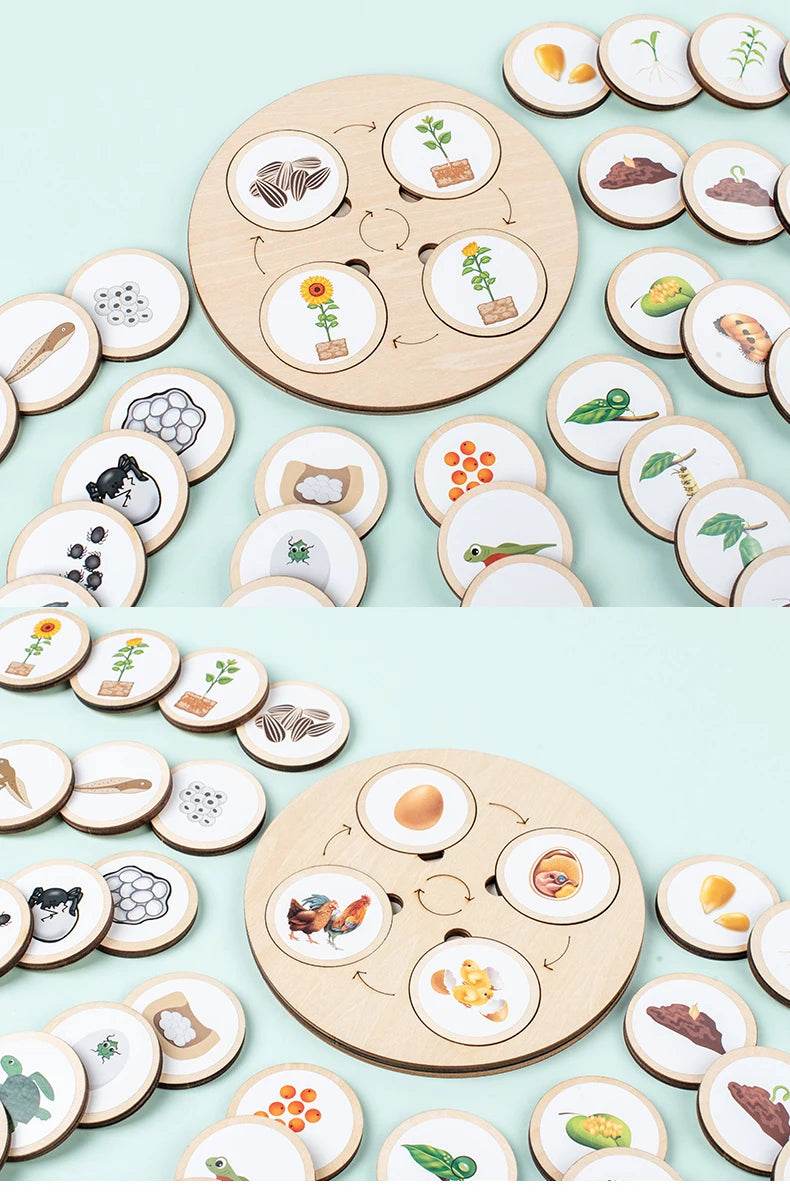 Life Cycle Board Montessori Kit for Kids Biology Science Education Sensory Tray Animal Figure Sorting Christmas Gift - ToylandEU