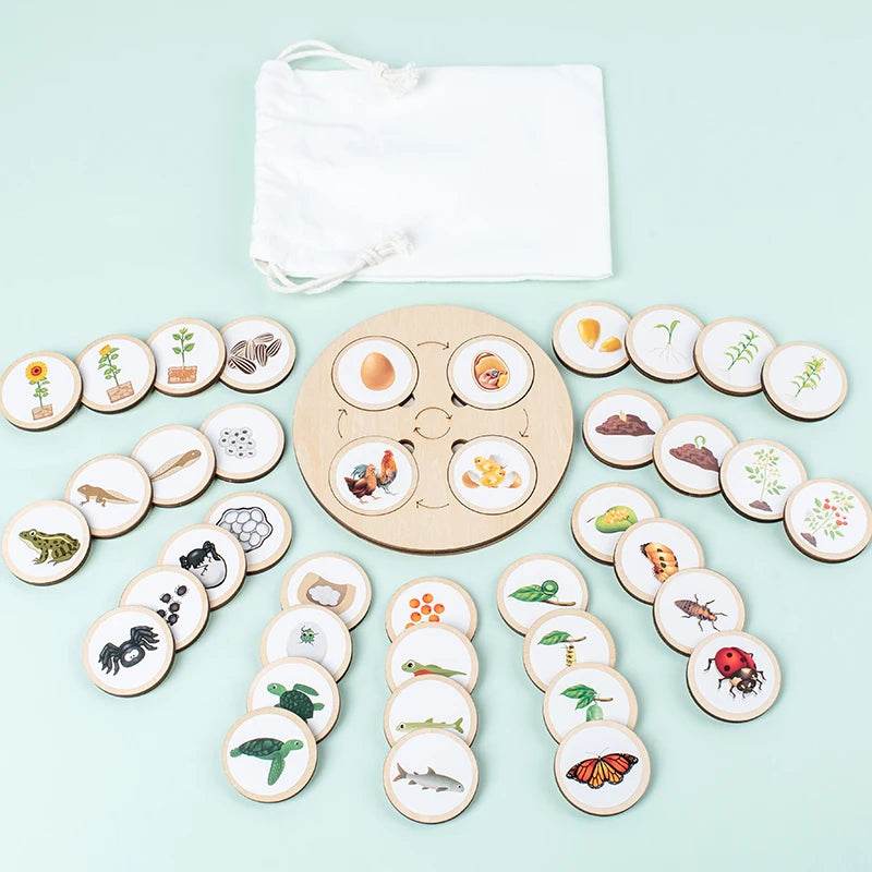 Life Cycle Board Montessori Kit for Kids Biology Science Education Sensory Tray Animal Figure Sorting Christmas Gift - ToylandEU