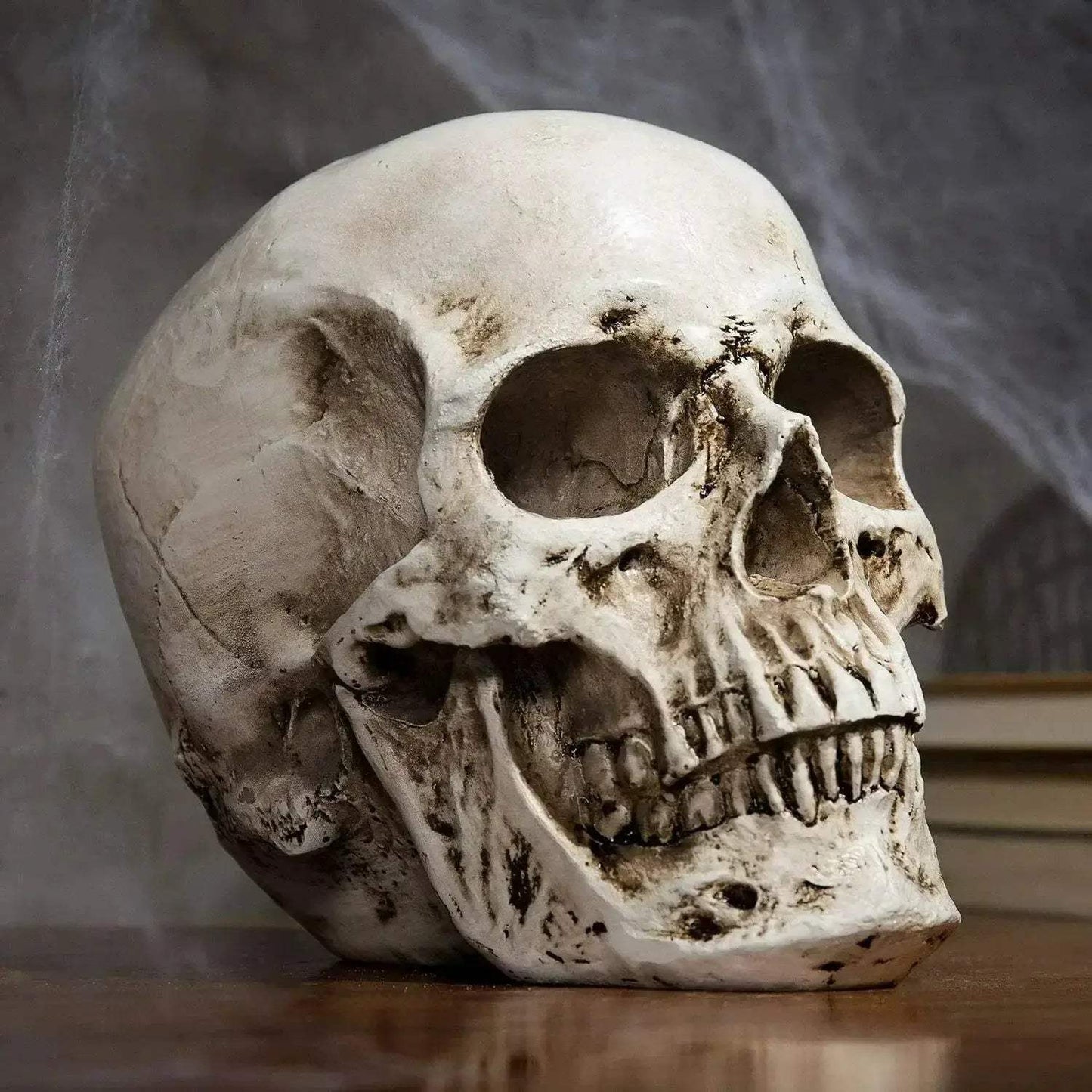 Life Size Anatomical Skull Replica For Education And DIY Decor - ToylandEU