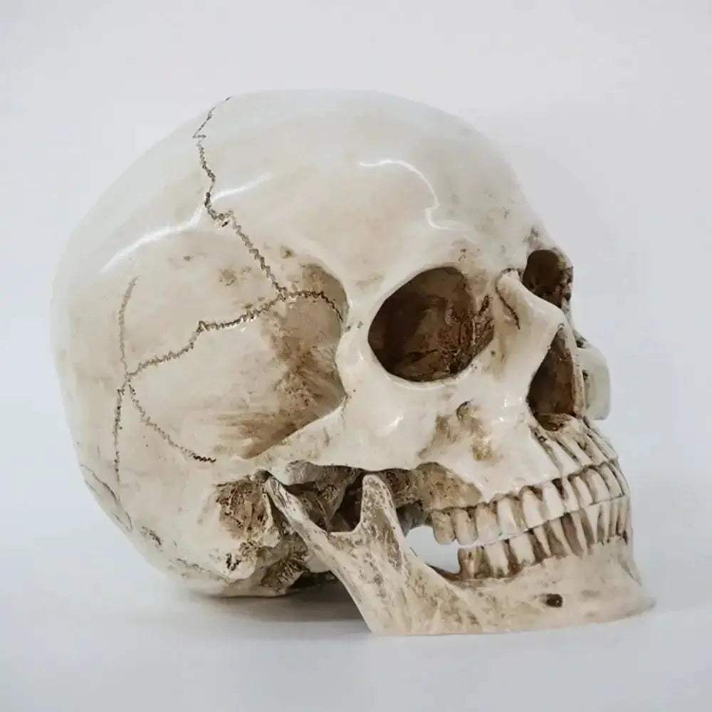 Life Size Anatomical Skull Replica For Education And DIY Decor - ToylandEU