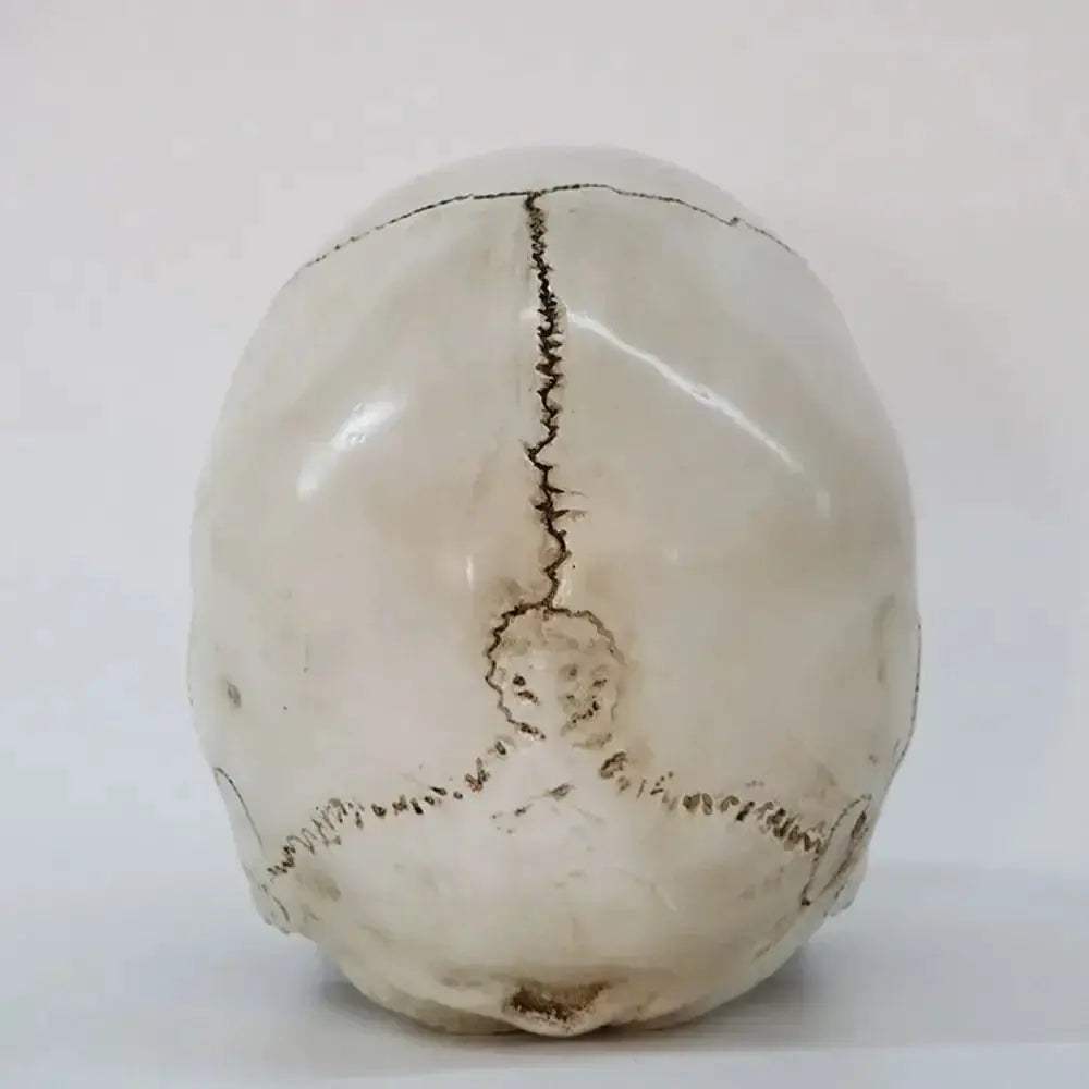Life Size Anatomical Skull Replica For Education And DIY Decor - ToylandEU