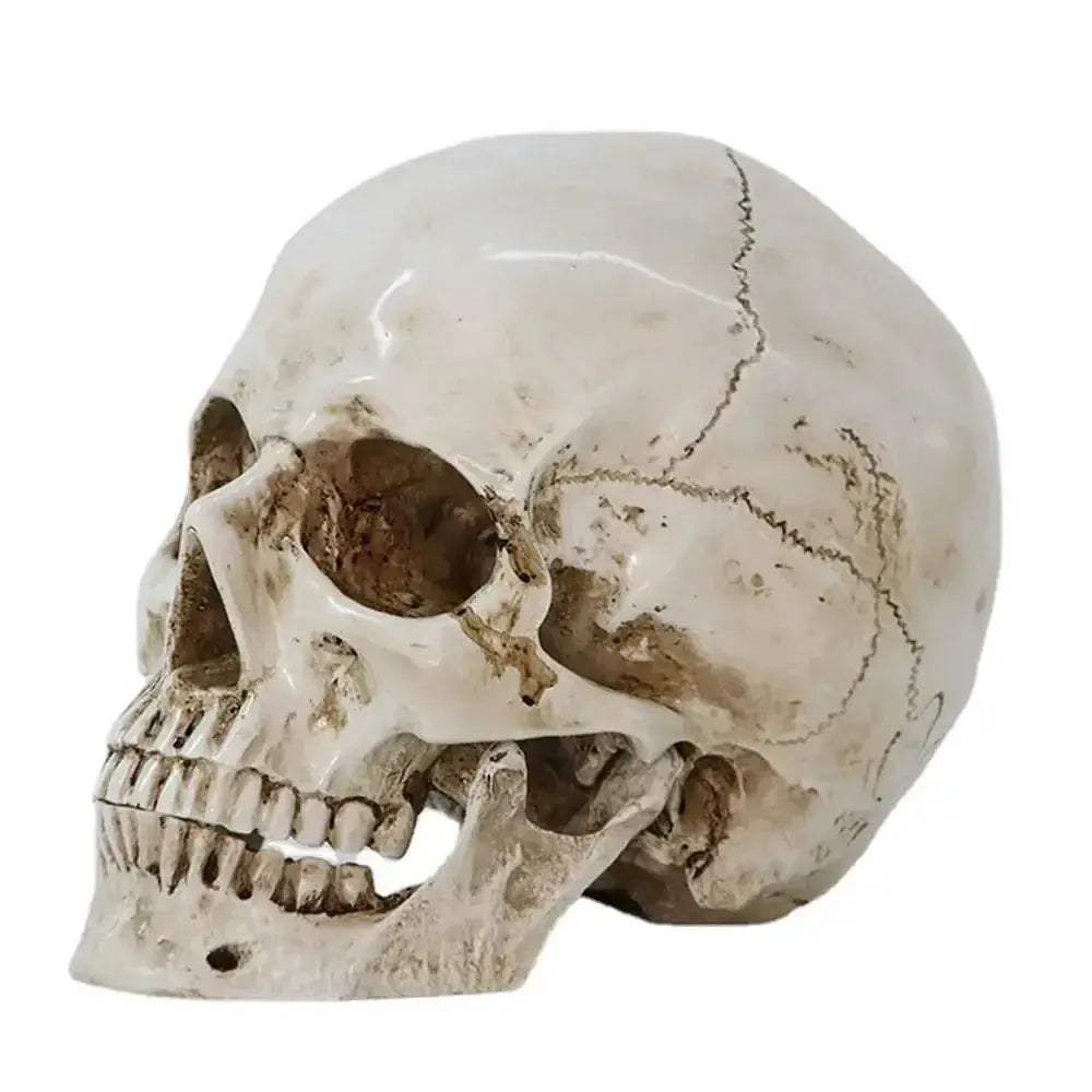 Life Size Anatomical Skull Replica For Education And DIY Decor - ToylandEU