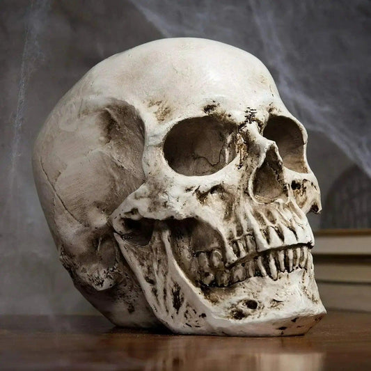  Life Size Anatomical Skull Replica For Education Decor -  ToylandEU™