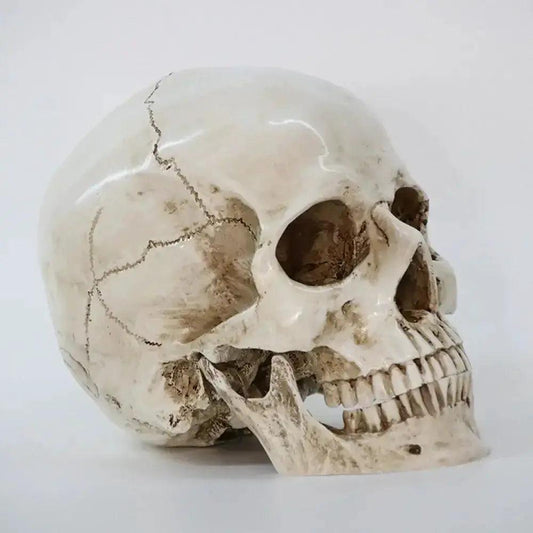  Life Size Anatomical Skull Replica For Education Decor -  ToylandEU™