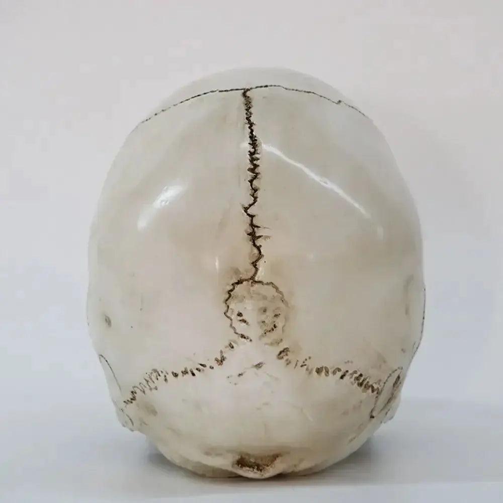  Life Size Anatomical Skull Replica For Education Decor -  ToylandEU™