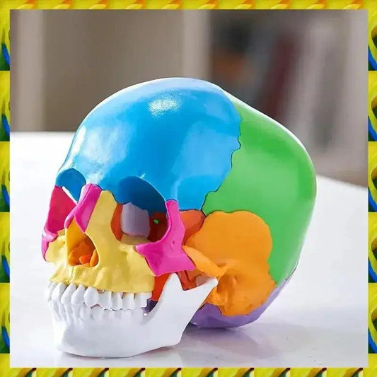 Life Size Anatomy Skull Model For Study And Display PVC -  ToylandEU™