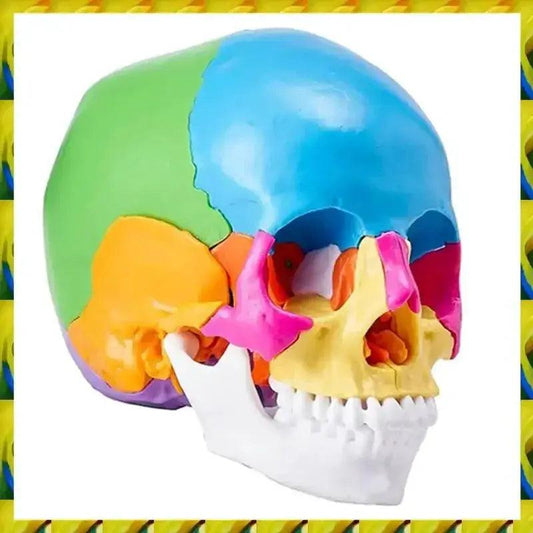  Life Size Anatomy Skull Model For Study And Display PVC -  ToylandEU™