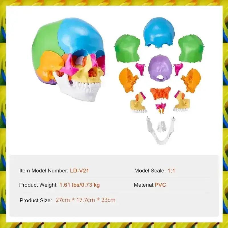  Life Size Anatomy Skull Model For Study And Display PVC -  ToylandEU™