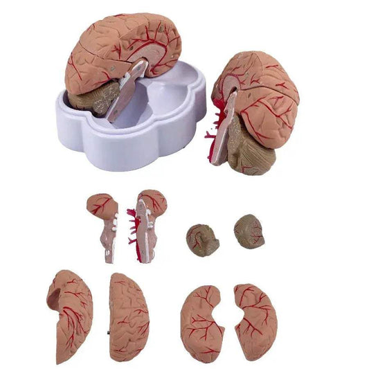 Life Size Brain Anatomy Model With Arteries For Medical Education - ToylandEU
