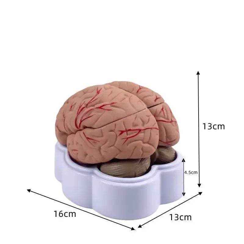 Life Size Brain Anatomy Model With Arteries For Medical Education - ToylandEU