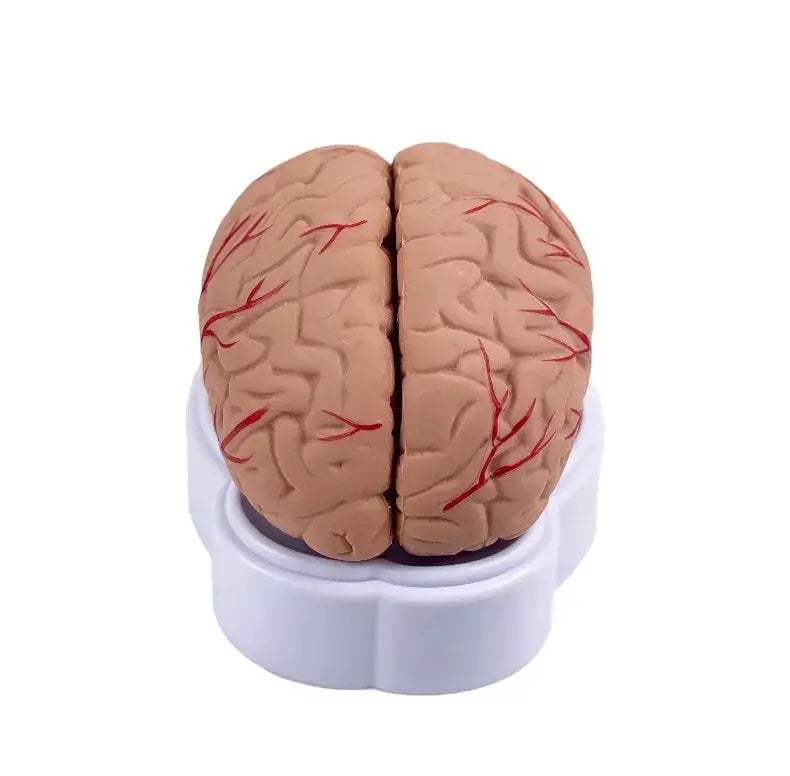 Life Size Brain Anatomy Model With Arteries For Medical Education - ToylandEU