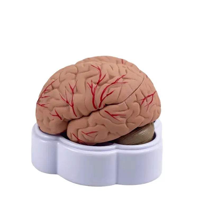 Life Size Brain Anatomy Model With Arteries For Medical Education - ToylandEU