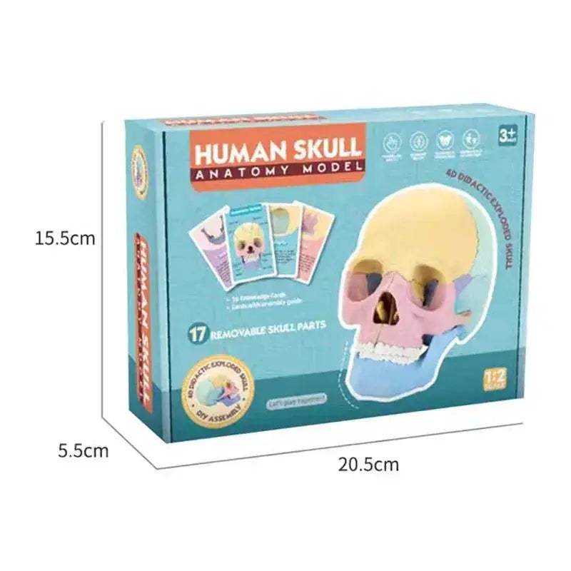 Life Size Colorful Anatomy Head Skull Model For Dental Teaching - ToylandEU