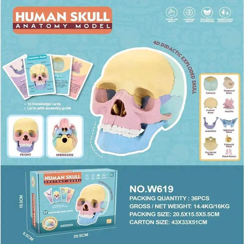 Life Size Colorful Anatomy Head Skull Model For Dental Teaching - ToylandEU