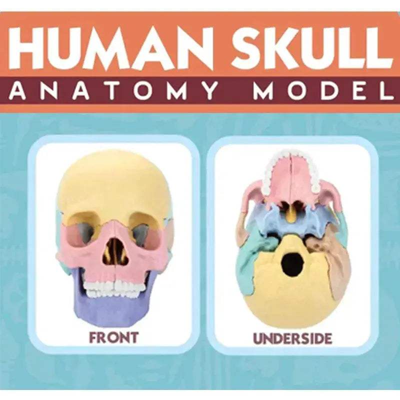 Life Size Colorful Anatomy Head Skull Model For Dental Teaching - ToylandEU