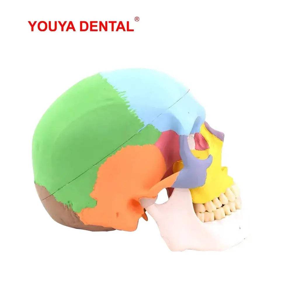 Life Size Detachable Anatomical Skull Model For Dental Education - ToylandEU