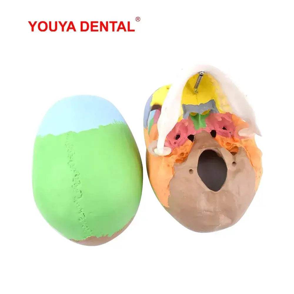 Life Size Detachable Anatomical Skull Model For Dental Education - ToylandEU