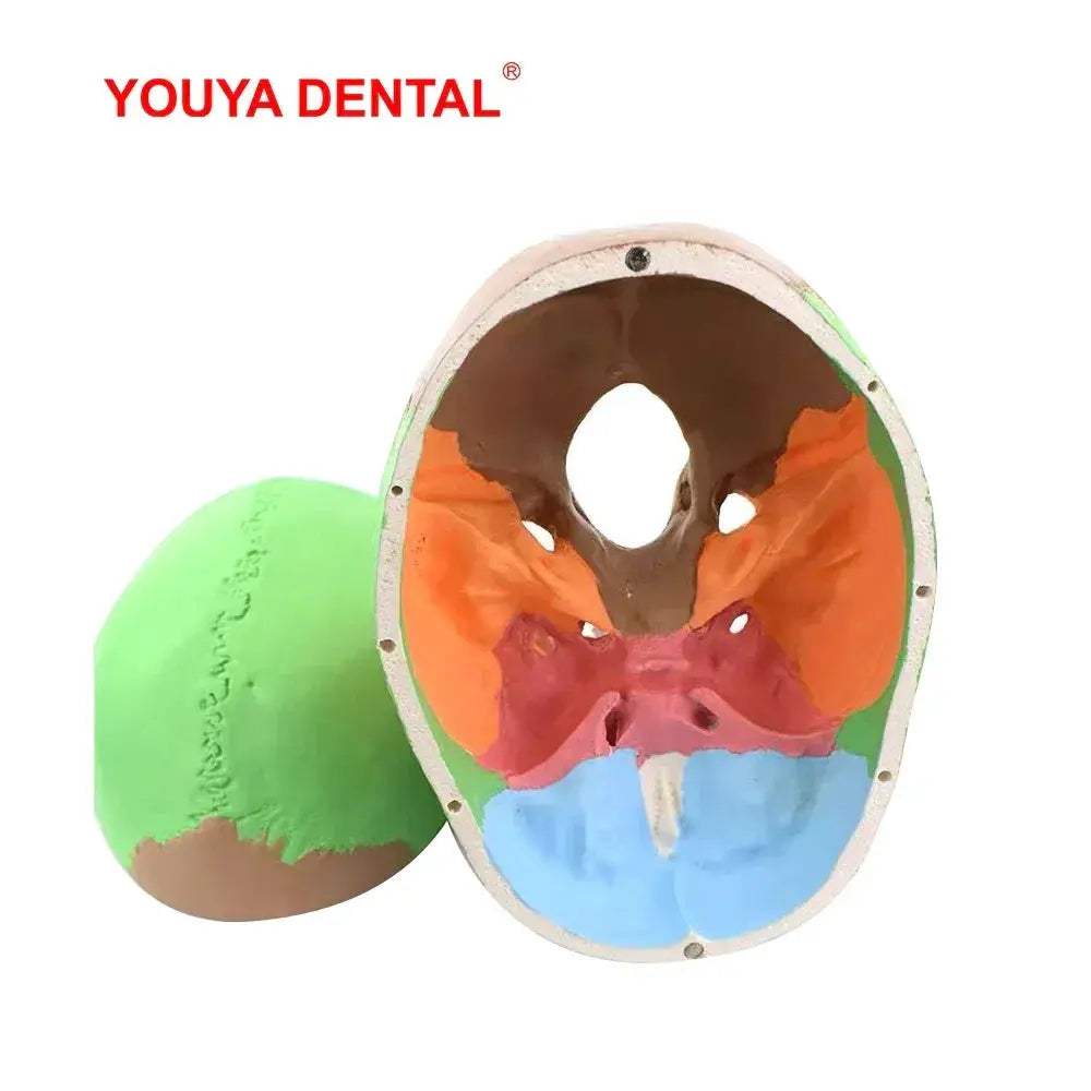 Life Size Detachable Anatomical Skull Model For Dental Education - ToylandEU