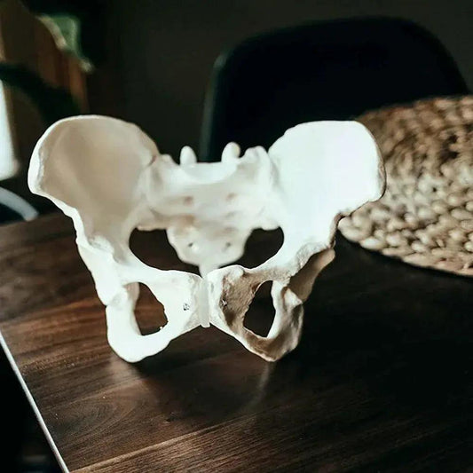  Life Size Female Pelvis Model For Anatomy Education CE -  ToylandEU™