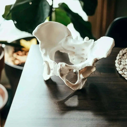  Life Size Female Pelvis Model For Anatomy Education CE -  ToylandEU™