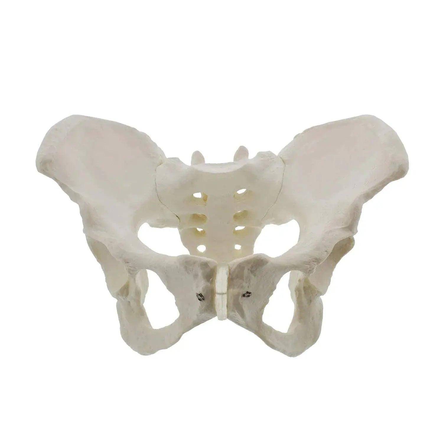  Life Size Female Pelvis Model For Anatomy Education CE -  ToylandEU™